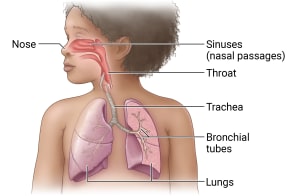 The respiratory system includes the nose, sinuses (nasal passages), and throat. Throat connects to the trachea, which leads to the lungs. Within the lungs, are the bronchial tubes.
